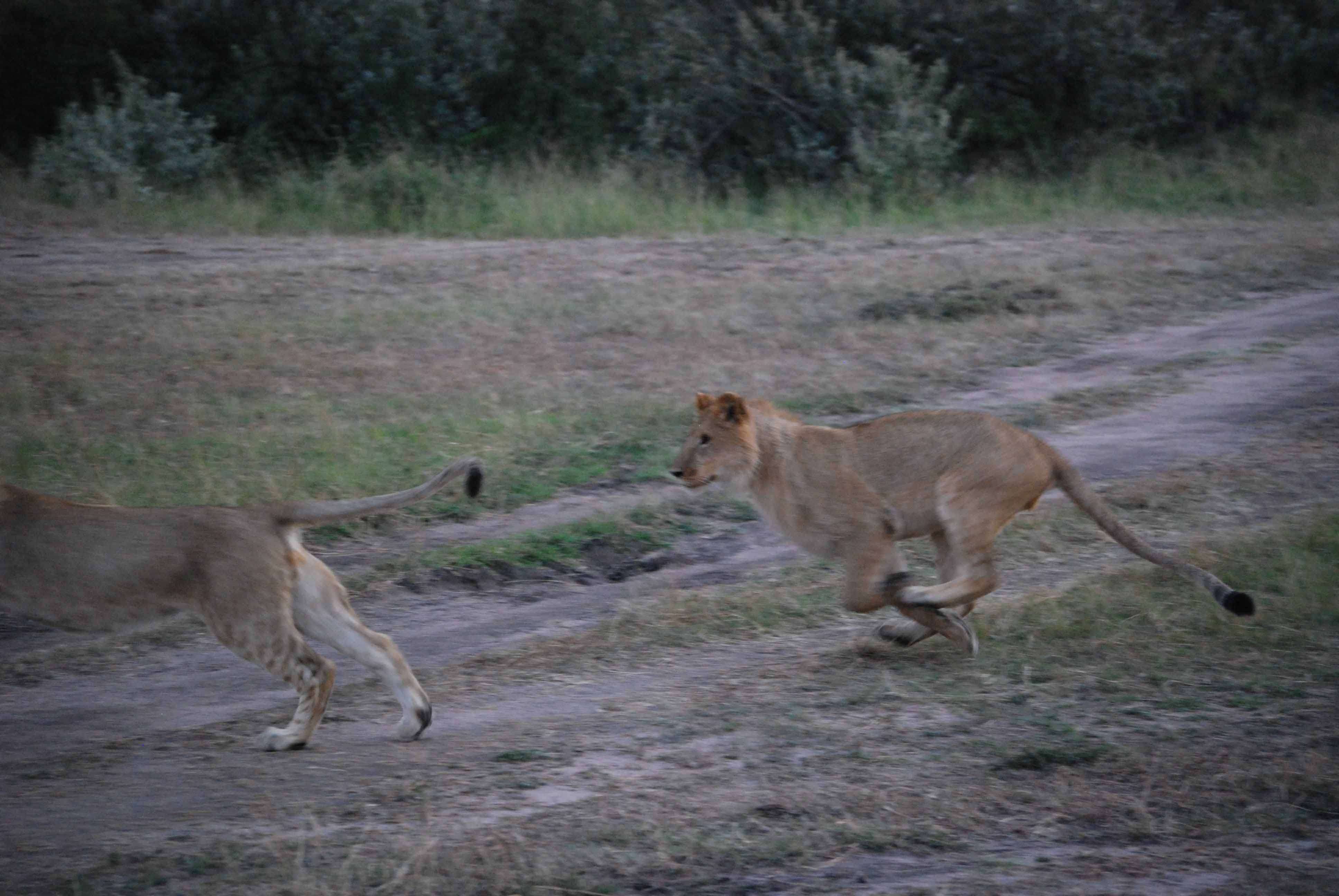 Un montón de leones y un poquito de porno - Regreso al Mara - Kenia (3)